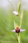 Orchidea Orchidea