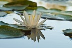 Nymphaea alba Nymphaea alba