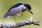 Nitticora (Nycticorax nycticorax) - grattatina Nitticora (Nycticorax nycticorax) - grattatina