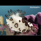 Johanna funebris Johanna funebris