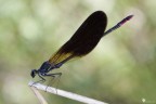 Calopteryx Haemorroidalis