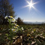 vOGLIAdIsOLE vOGLIAdIsOLE