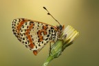 l'adorata Melitaea l'adorata Melitaea