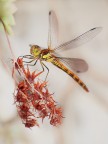 libellula libellula