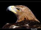 aquila aquila
