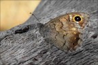 Penombra