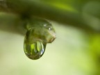 Lacrima verde