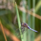 Libellula Libellula