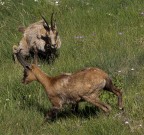 Camoscio #6 - Un pò di privacy, pls! Camoscio #6 - Un pò di privacy, pls!