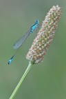 Damigella Damigella