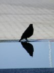 ...per mi piace