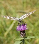 Melanargia galatea Melanargia galatea