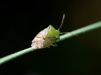 Cimice vanitosa! Cimice vanitosa!