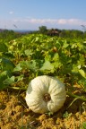 La Zucca La Zucca