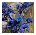 Blue on Blue Blue on Blue