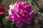 Rosa Rosa