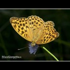 farfalla leopardo