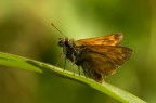 farfallina