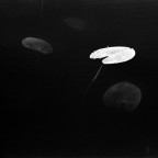 l'acqua nera l'acqua nera