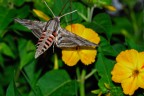 Falena notturna Falena notturna