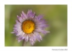 Voglia di Luce
