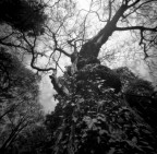 il re del bosco il re del bosco