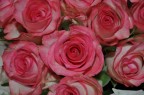 ROSE ROSE