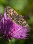Il fiore e la farfalla Il fiore e la farfalla