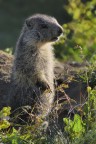 PNGP: Marmotta PNGP: Marmotta