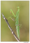 Mantide religiosa