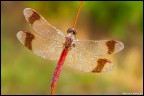 Sympetrum pedemontanum (maschio) Sympetrum pedemontanum (maschio)