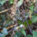 Questo grosso e paffuto argiope aveva appena finito di incartare la merenda, e la tela si stava ancora muovendo un po'... per questo la maf non  proprio proprio ottima.

Exif: F/13, 1/25sec, ISO320, Exp Comp -0.3eV, Cavalletto
[url]http://img822.imageshack.us/img822/6378/img1936n.jpg[/url]

Exif: F/13, 1/50sec, ISO320, Exp Comp -0.3eV, Cavalletto
[url]http://img413.imageshack.us/img413/6072/img1938f.jpg[/url]