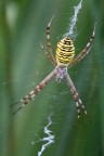 Argiope_bruennichii Argiope_bruennichii