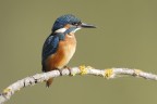 Martin pescatore(Alcedo atthis) Martin pescatore(Alcedo atthis)