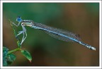 Coenagrion puella Coenagrion puella