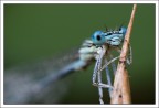 Platycnemis pennipes Platycnemis pennipes