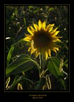 Come il sole