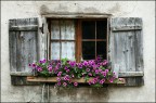 La bellezza dei fiori La bellezza dei fiori