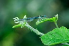 Nikon D60 + Sigma 70-300 Apo Macro
F16 1/10 ISO 200 300mm

Anke questa, come altre gi postate,  una delle prime macro scattate in quel di giugno.

Consigli e critiche ben accette.

Questa  la foto alla massima risoluzione

http://picasaweb.google.com/lh/photo/MSIwnUANtR6sJPU19Q71bg?feat=directlink