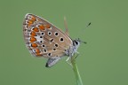Polyommatus icarus Polyommatus icarus
