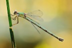Lestes Viridis
