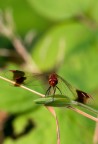 Libellula Rossa Libellula Rossa