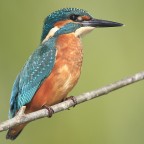 Il mio martino mai cosi vicino Il mio martino mai cosi vicino