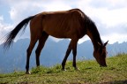Pasto vegetariano in quota... Pasto vegetariano in quota...