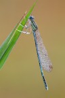 Platycnemis_pennipes Platycnemis_pennipes