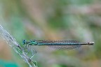 Platycnemis pennipes (m) Platycnemis pennipes (m)