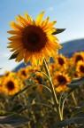Tempo di girasoli Tempo di girasoli