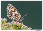 Melitaea Melitaea