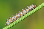 Melitaea Didyma Melitaea Didyma