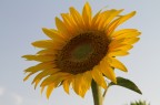 Girasole Girasole
